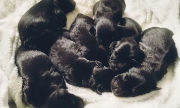 Miniature Schnauzer