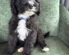 Mixed Breed