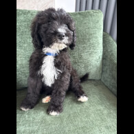 Mixed Breed