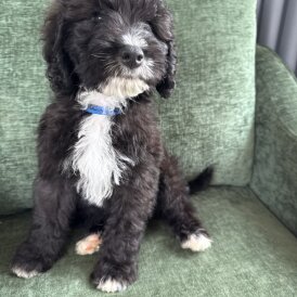 Mixed Breed