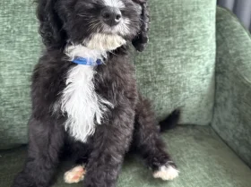Mixed Breed