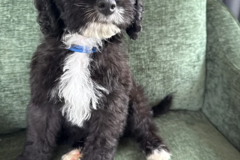 Mixed Breed