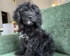 Mixed Breed