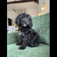Mixed Breed