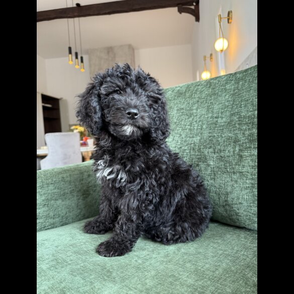 Mixed Breed