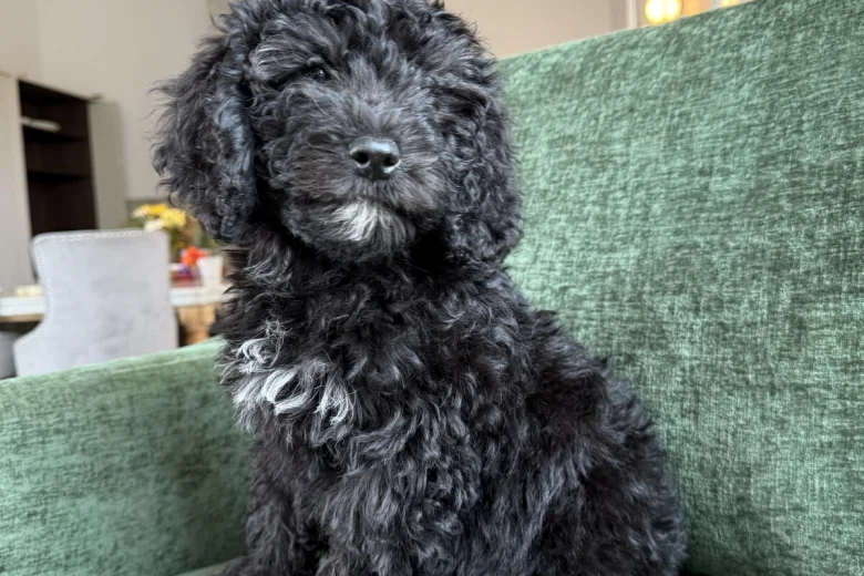 Mixed Breed