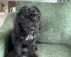Mixed Breed