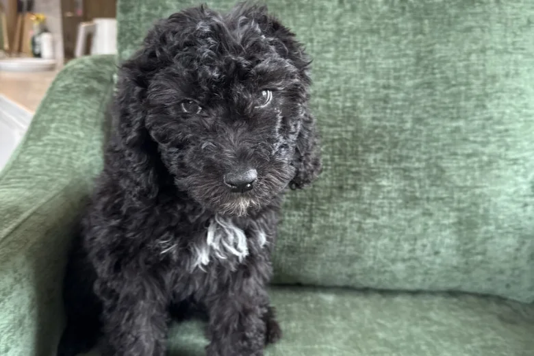 Mixed Breed