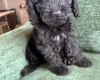 Mixed Breed