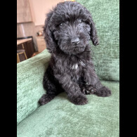 Mixed Breed
