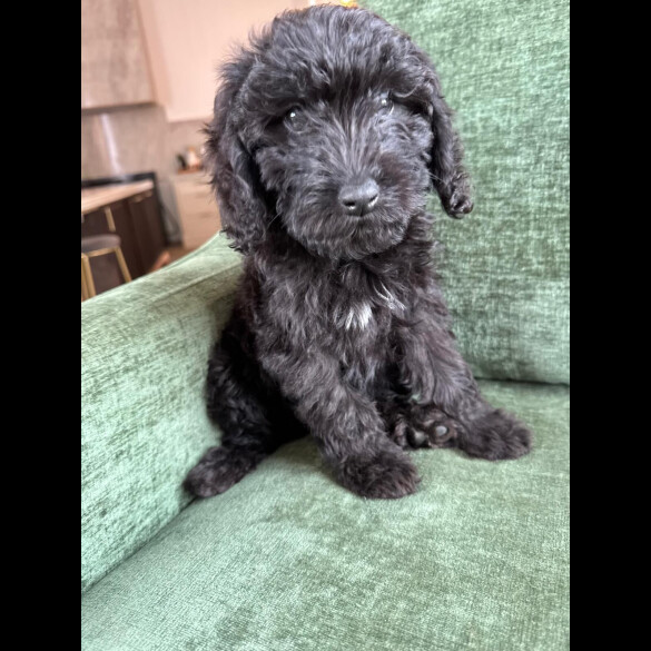 Mixed Breed