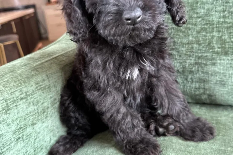 Mixed Breed