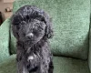 Mixed Breed