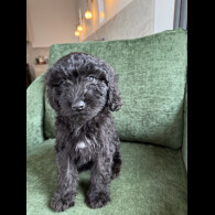 Mixed Breed
