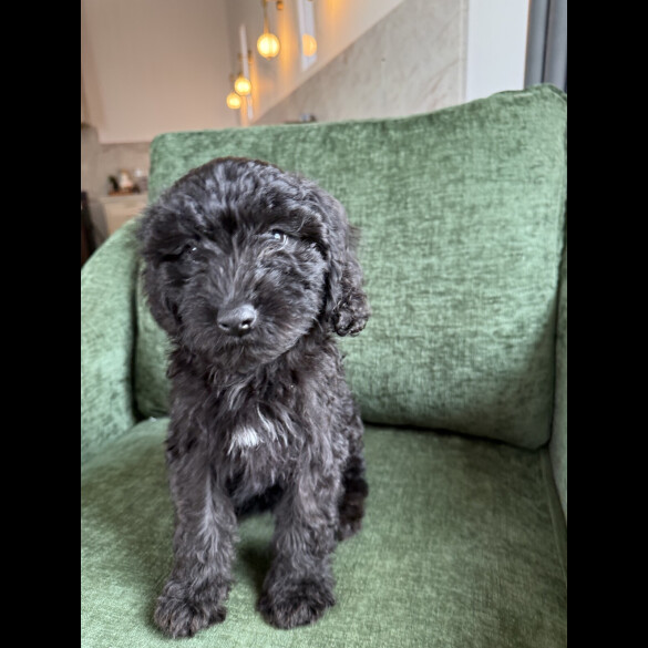 Mixed Breed