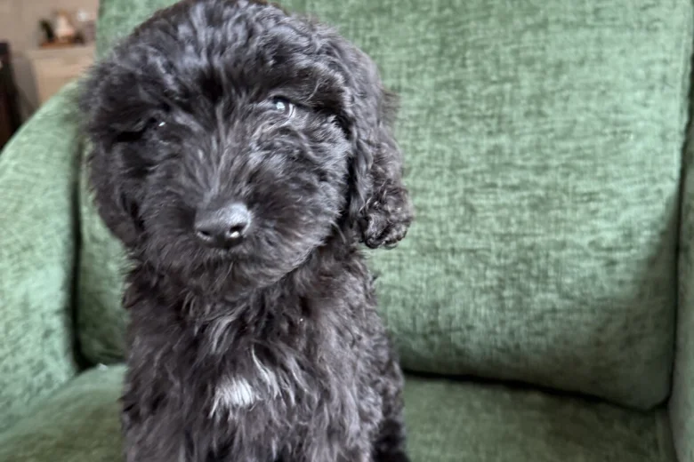 Mixed Breed