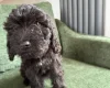 Mixed Breed