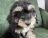 Mixed Breed