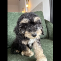 Mixed Breed