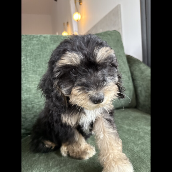 Mixed Breed