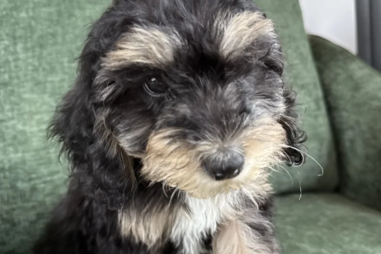 Mixed Breed