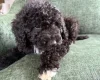 Mixed Breed