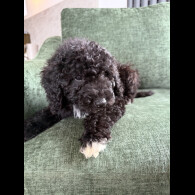 Mixed Breed