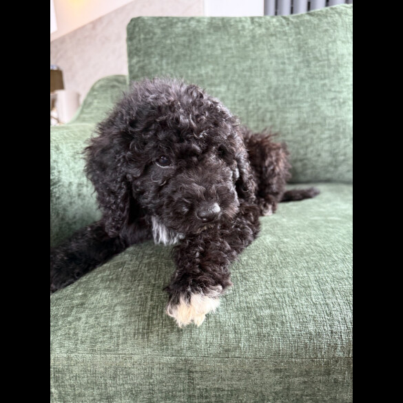 Mixed Breed