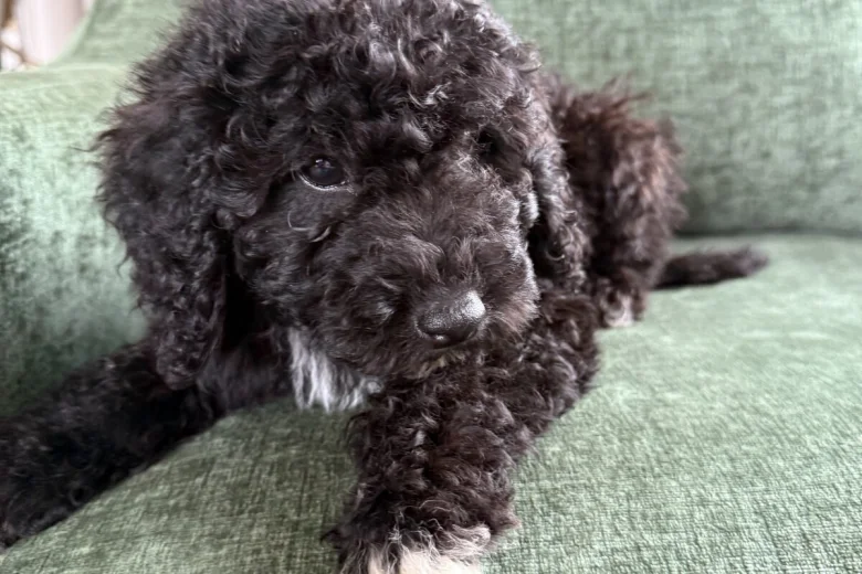 Mixed Breed