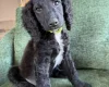 Mixed Breed