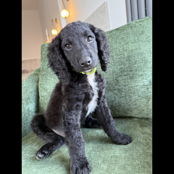 Mixed Breed