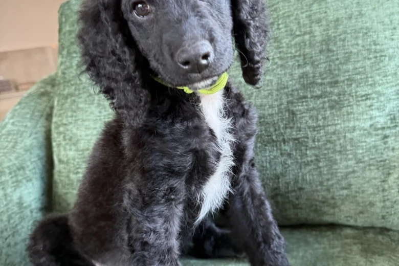 Mixed Breed