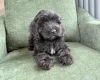 Mixed Breed