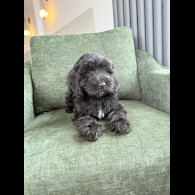 Mixed Breed