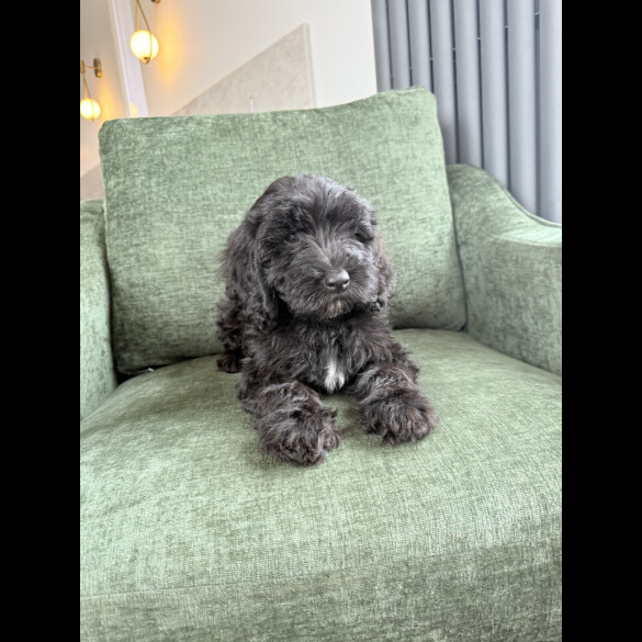 Mixed Breed