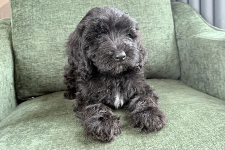 Mixed Breed