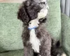 Mixed Breed