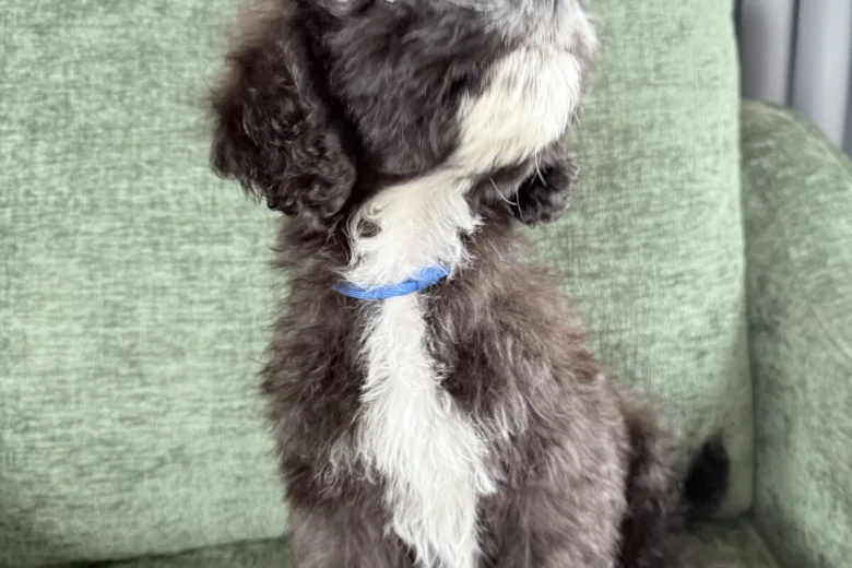 Mixed Breed