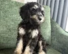 Mixed Breed