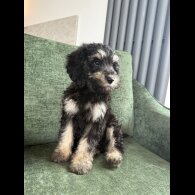Mixed Breed