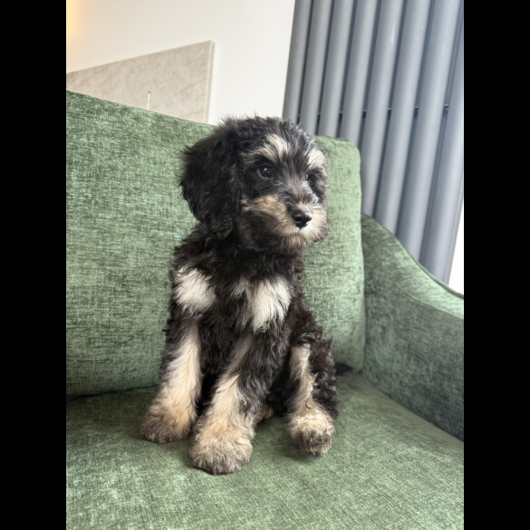 Mixed Breed
