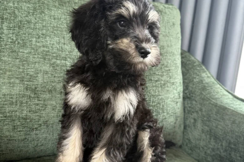 Mixed Breed