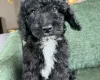 Mixed Breed