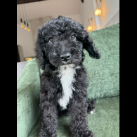 Mixed Breed