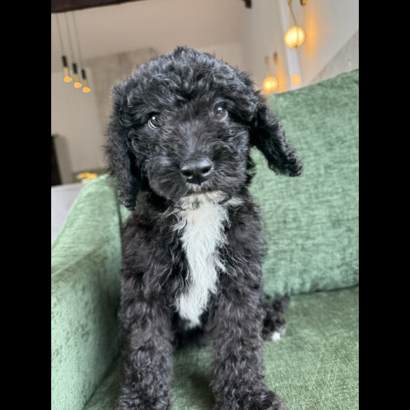 Mixed Breed