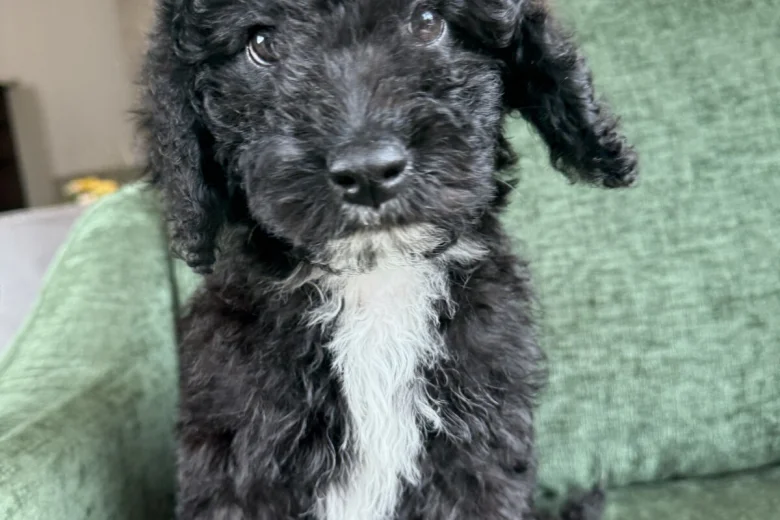 Mixed Breed