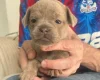 Mixed Breed