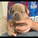 Mixed Breed