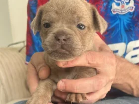 Mixed Breed