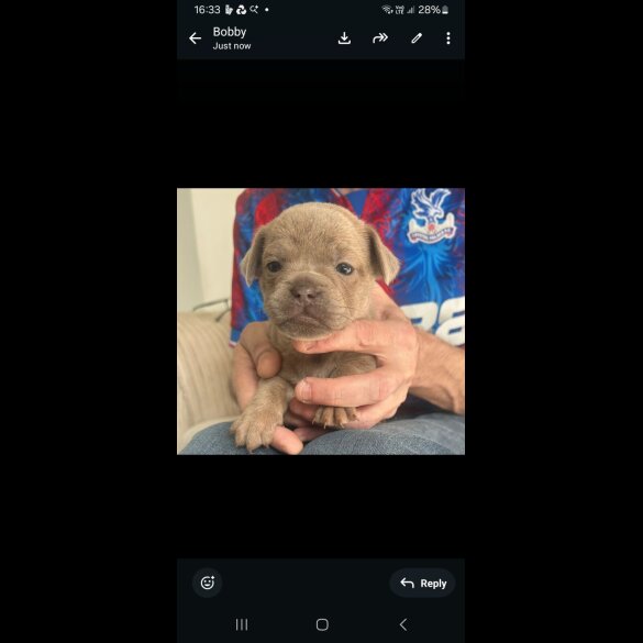 Mixed Breed